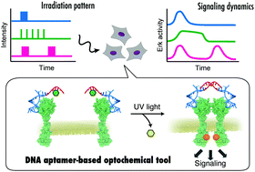 Graphical abstract: Nongenetic control of receptor signaling dynamics using a DNA-based optochemical tool