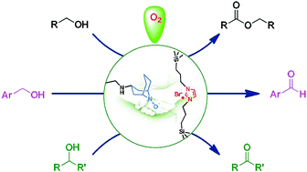 Graphical abstract: Aerobic oxidation and oxidative esterification of alcohols through cooperative catalysis under metal-free conditions