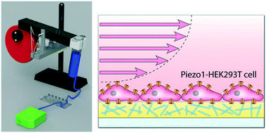 Graphical abstract: Investigating the mechanotransduction of transient shear stress mediated by Piezo1 ion channel using a 3D printed dynamic gravity pump