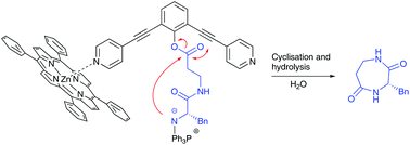 Graphical abstract: Peptide cyclisation promoted by supramolecular complex formation