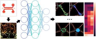 Graphical abstract: Analyzing angiogenesis on a chip using deep learning-based image processing