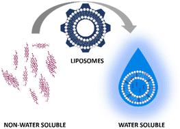 Graphical abstract: Alignment and photooxidation dynamics of a perylene diimide chromophore in lipid bilayers