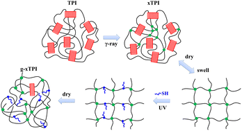 Graphical abstract: Achieving high elasticity of trans-1,4-polyisoprene with a combination of radiation crosslinking and thiol–ene grafting