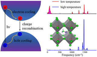 Graphical abstract: Interplay of structural fluctuations and charge carrier dynamics is key for high performance of hybrid lead halide perovskites