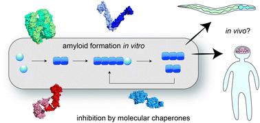 Graphical abstract: Molecular mechanisms of amyloid formation in living systems