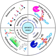 Graphical abstract: A review on recent advances in assays for DNMT1: a promising diagnostic biomarker for multiple human cancers