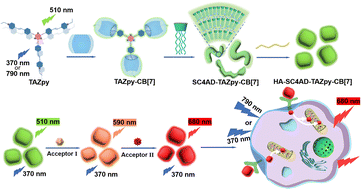 Graphical abstract: Triazine pyridinium derivative supramolecular cascade assembly extended FRET for two-photon NIR targeted cell imaging