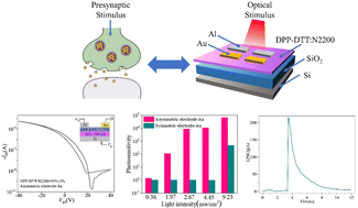 Graphical abstract: High-performance asymmetric electrode structured light-stimulated synaptic transistor for artificial neural networks