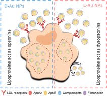 Graphical abstract: Stereoselective coronas regulate the fate of chiral gold nanoparticles in vivo