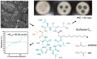 Graphical abstract: A new surfactin-C17 produced by Bacillus subtilis TD7 with a low critical micelle concentration and high biological activity