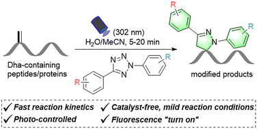 Graphical abstract: Light-initiated 1,3-dipolar cycloaddition between dehydroalanines and tetrazoles: application to late-stage peptide and protein modifications