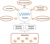 Graphical abstract: Peptides in the detection of metal ions