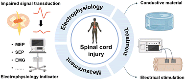 Graphical abstract: Electrical stimulation and conductive materials: electrophysiology-based treatment for spinal cord injury