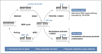 Graphical abstract: Nucleobase catalysts for the enzymatic activation of 8-oxoguanine DNA glycosylase 1