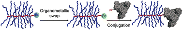 Graphical abstract: An organometallic swap strategy for bottlebrush polymer–protein conjugate synthesis