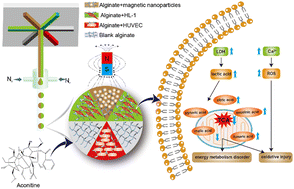 Graphical abstract: Evaluation of aconitine cardiotoxicity with a heart-on-a-particle prepared by a microfluidic device