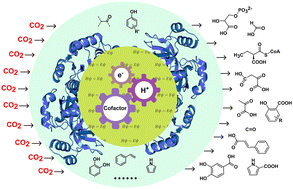 Graphical abstract: Quantum chemical studies of the reaction mechanisms of enzymatic CO2 conversion