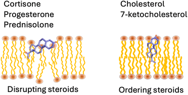 Graphical abstract: Steroids and steroid-like compounds alter the ion permeability of phospholipid bilayers via distinct interactions with lipids and interfacial water
