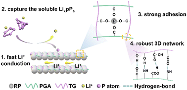 Graphical abstract: Tailoring a multifunctional polyglutamic acid–tragacanth gum binder for enhancing the lithium storage performance of red phosphorus anodes