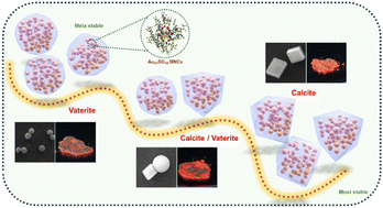 Graphical abstract: Tailoring the photoluminescence of AIE-type gold nanoclusters via biomineralization-inspired polymorphism