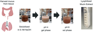 Graphical abstract: Microrheology of gel-forming airway mucins isolated from porcine trachea