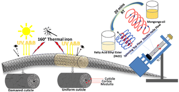 Graphical abstract: Vortex fluidic-mediated transesterification enhancement of mongongo fatty acid ethyl ester production for haircare applications