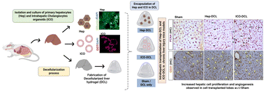Graphical abstract: In vivo transplantation of intrahepatic cholangiocyte organoids with decellularized liver-derived hydrogels supports hepatic cellular proliferation and differentiation in chronic liver injury