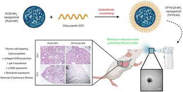 Graphical abstract: Citrus pectin-coated inhalable PLGA nanoparticles for treatment of pulmonary fibrosis