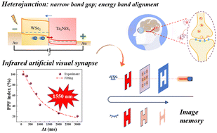 Graphical abstract: Design and implementation of an infrared artificial visual neural synapse based on a p-WSe2/n-Ta2NiS5 van der Waals heterojunction