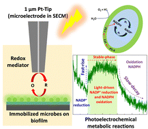 Graphical abstract: Single microbe photoelectrochemical device using scanning electrochemical microscopy