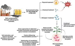Graphical abstract: Environmental restoration of polyaromatic hydrocarbon-contaminated soil through sustainable rhizoremediation: insights into bioeconomy and high-throughput systematic analysis