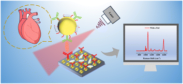 Graphical abstract: Highly sensitive and reproducible SERS substrate based on ordered multi-tipped Au nanostar arrays for the detection of myocardial infarction biomarker cardiac troponin I