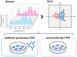 Use of Raman spectroscopy for the label-free discrimination of CHO ...