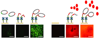 Graphical abstract: Enhanced protein synthesis from immobilized circular DNA via triple-helix formation