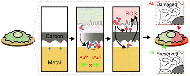 Graphical abstract: Paradox of nobility: how a gold TEM grid disrupts cellular integrity while nickel preserves stability