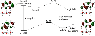 Graphical abstract: A multi-component density functional study on quantum effects of hydrogen nuclei on ground-state and excited-state proton transfer reactions in 7-hydroxyquinoline