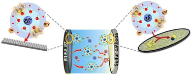 Graphical abstract: Achieving high capacity and long cycling life in aqueous zinc–sulfur batteries with improved kinetics through electrolyte solvation engineering
