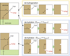 Graphical abstract: Elucidating the proton-coupled oxygen reduction pathway in protonic ceramic fuel cells