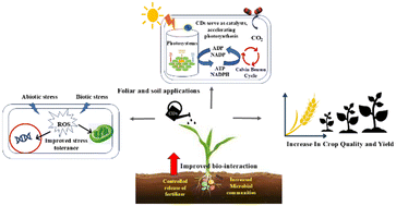 Graphical abstract: Carbon dots in green agriculture: next-generation tool for photosynthesis enhancement and agricultural resilience