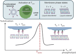 Graphical abstract: Melting point matters: designing lipid nanocarriers for improved T cell activation