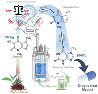 Graphical abstract: Engineered Pseudomonas putida monoculture system for green synthesis of 7-methylxanthine