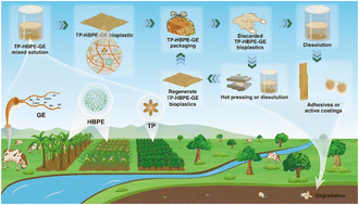 Graphical abstract: Spider web-inspired gelatin-based bioplastic enables closed-loop recyclable, biodegradable, and sustainable packaging