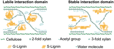 Graphical abstract: Domain-specific lignin–carbohydrate interactions govern cell wall deconstruction in wheat straw
