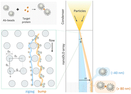 Graphical abstract: Bioselective agglutination induced nanoscale deterministic lateral displacement