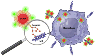 Graphical abstract: May the target be with you: polysaccharide-coated upconverting nanoparticles for macrophage targeting