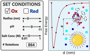 Graphical abstract: Cytochrome c adsorption on carboxylated surfaces: charge regulation and protein orientation modulated by surface curvature