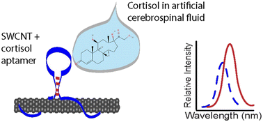 Graphical abstract: A near-infrared fluorescent aptananosensor enables selective detection of the stress hormone cortisol in artificial cerebrospinal fluid