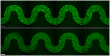 Graphical abstract: Elastic instability of wormlike micelle solution flow in serpentine channels
