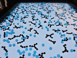 Graphical abstract: Two time scales drive the formation of transient networks in a ferrogranular experiment