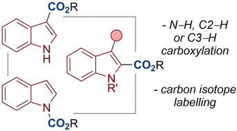 Graphical abstract: Switchable N–H vs. C3–H carboxylation of indoles using dual-function reagents